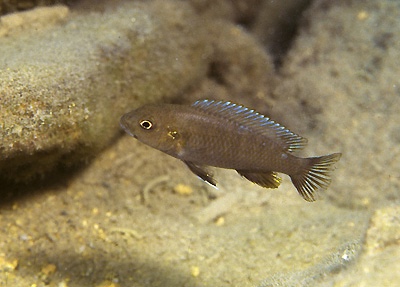 Chindongo sp. 'fuscus dwarf' Londo Bay